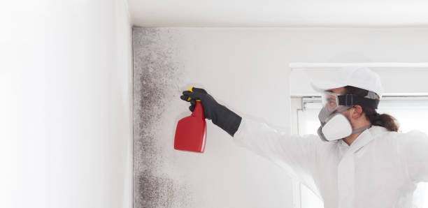 Best Black Mold Removal  in Okolona, MS