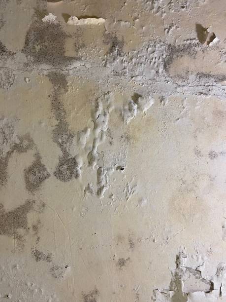 Best Certified Mold Removal  in Okolona, MS