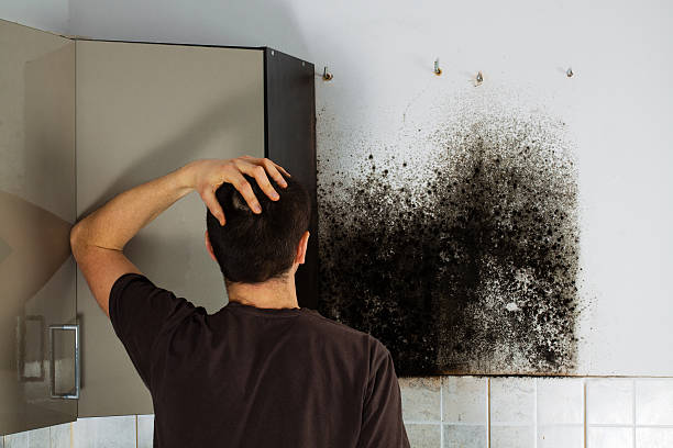 Best Residential Mold Removal  in Okolona, MS