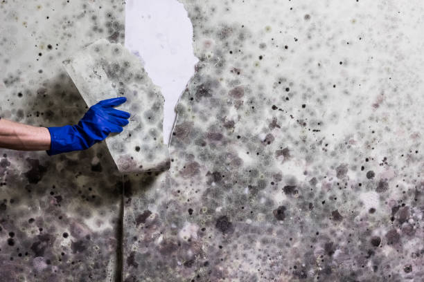 Best Mold Removal Company Near Me  in Okolona, MS