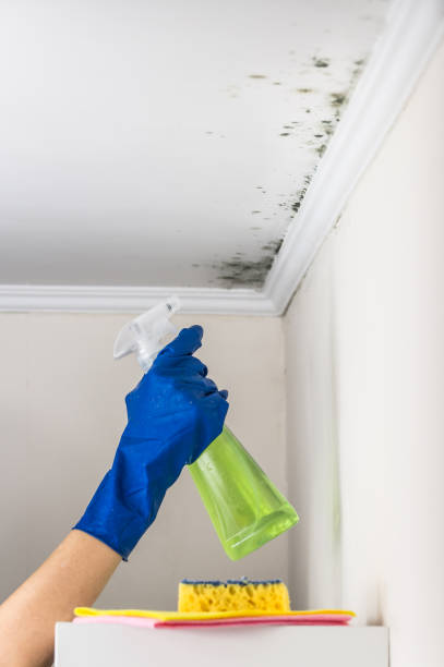 Best Mold Inspection  in Okolona, MS